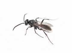 Agenioideus