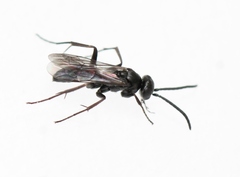 Agenioideus