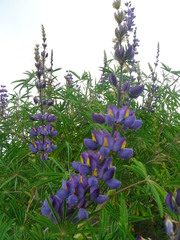 Lupinus proculaustrinus