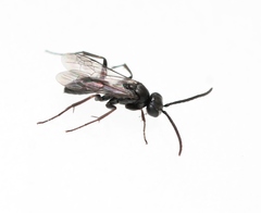 Agenioideus