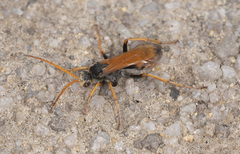 Cryptocheilus australis