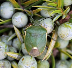 Chlorochroa juniperina