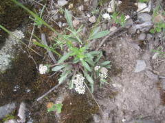 Lepidium werffii