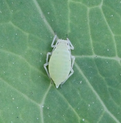 Longicaudus trirhodus