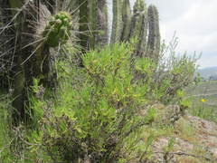 Senecio phylloleptus