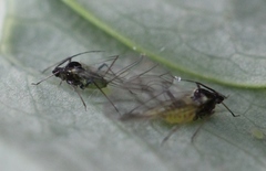 Longicaudus trirhodus