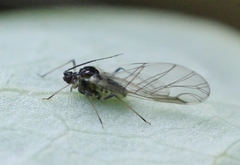 Longicaudus trirhodus