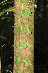 Piper borbonense