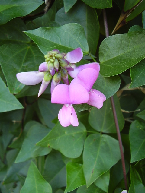 Dipogon lignosus