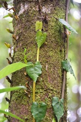 Piper borbonense