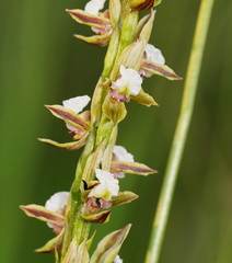 Prasophyllum australe