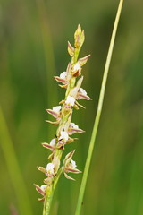 Prasophyllum australe