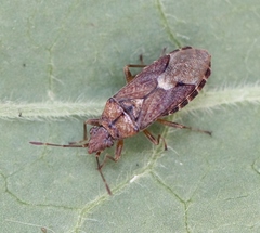 Orsillus depressus