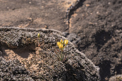 Ornithogalum rupestre