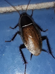 Anallacta methanoides