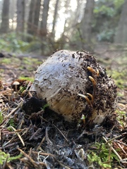 Catathelasma