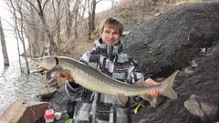 Acipenser fulvescens