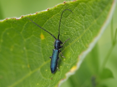 Agapanthiola leucaspis