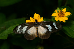 Pseudacraea lucretia