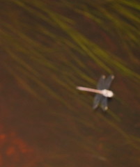 Austrocordulia refracta