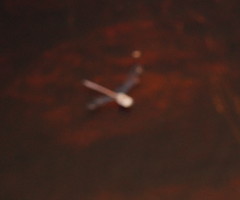 Austrocordulia refracta