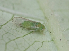 Cacopsylla peregrina