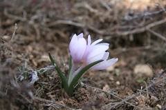 Colchicum triphyllum