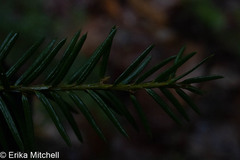 Taxus canadensis