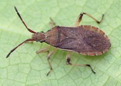 Ceraleptus lividus
