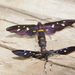 Amata pseudosimplex - Photo (c) qgrobler, algunos derechos reservados (CC BY-NC), subido por qgrobler