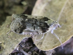 Cixius cunicularius