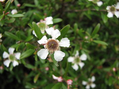 Leptospermum wooroonooran