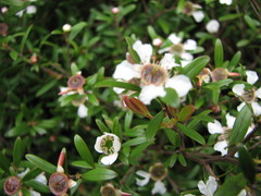 Leptospermum wooroonooran