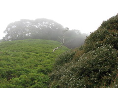 Leptospermum wooroonooran
