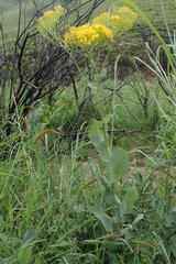 Senecio isatidioides
