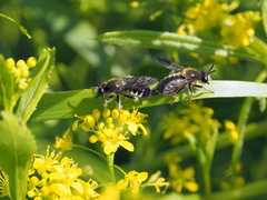 Choerades fuliginosa