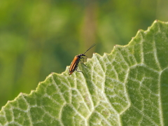 Oedemera femorata