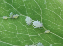 Longicaudus trirhodus