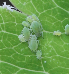 Longicaudus trirhodus