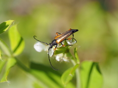 Stenurella jaegeri