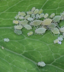 Longicaudus trirhodus