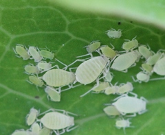 Longicaudus trirhodus