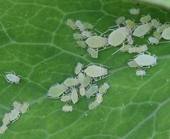 Longicaudus trirhodus