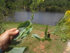 Senecio isatidioides