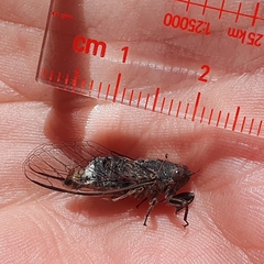 Atrapsalta encaustica