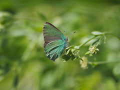 Callophrys chalybeitincta