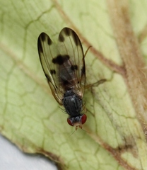 Palloptera umbellatarum