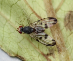 Palloptera umbellatarum