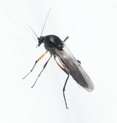 Palpomyia