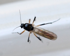 Palpomyia